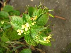 Impatiens parviflora