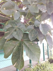 Sterculia apetala