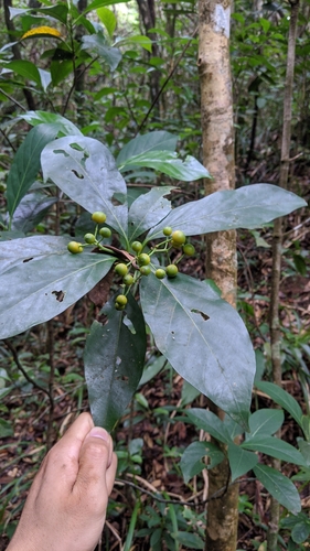 Image of Tarenna asiatica by (c) Cheng-Te Hsu, some rights reserved (CC BY)