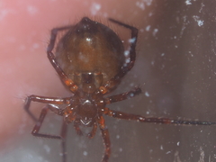 Euryopis episinoides