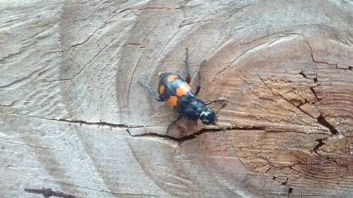 Lesser Vespillo Burying Beetle photo 4