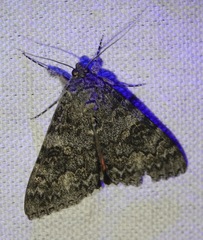 Catocala californica