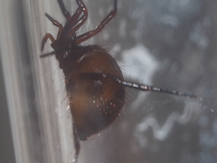 Euryopis episinoides
