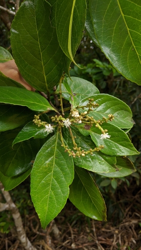 Symplocos cochinchinensis iNat (1)