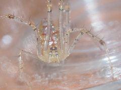 Thwaitesia margaritifera