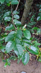 Distylium racemosum, photograph Cheng-Te Hsu, CC BY, iNaturalist via GBIF