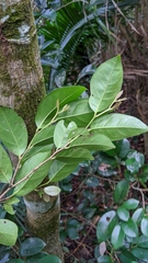 Distylium racemosum, photograph Cheng-Te Hsu, CC BY, iNaturalist via GBIF