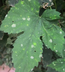 Podosphaera macularis