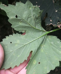 Podosphaera macularis