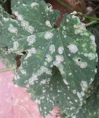 Podosphaera macularis