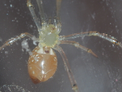 Thwaitesia margaritifera