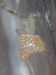 Thwaitesia margaritifera