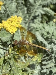 Sympetrum semicinctum