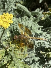 Sympetrum semicinctum