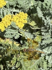 Sympetrum semicinctum