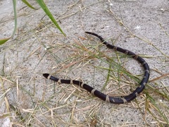 Leptodeira nigrofasciata