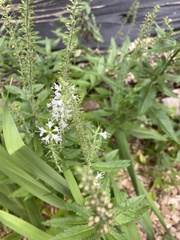 Veroniceae
