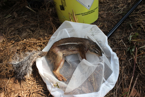 Striped Ground Squirrel
