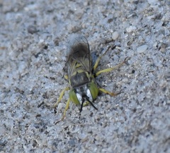 Microbembex monodonta