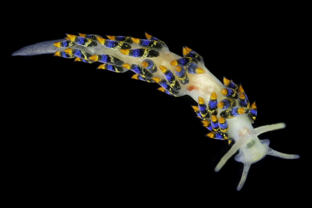 Trinchesia cuanensis