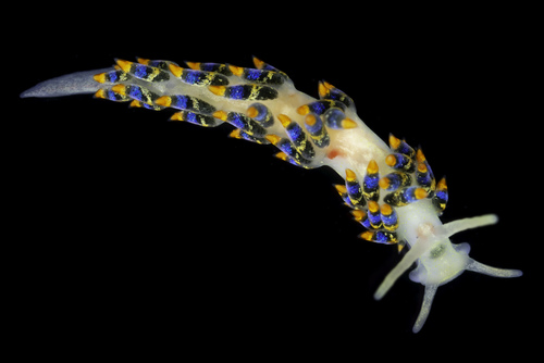 Trinchesia cuanensis