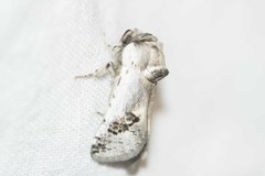 Parahypopta caestrum