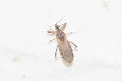 Oncocephalus squalidus