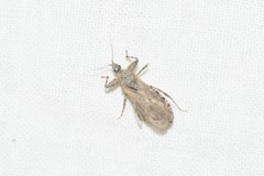 Oncocephalus squalidus