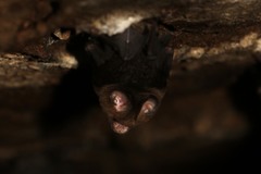 Hipposideros