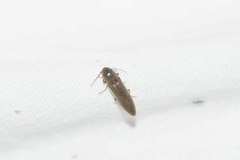 Synaptus filiformis