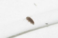 Synaptus filiformis