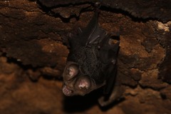 Hipposideros