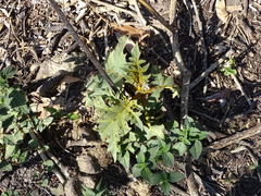 Solanum chrysotrichum