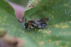 Stratiomys longicornis