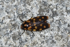 Phymatostetha dorsivitta
