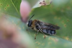 Stratiomys longicornis