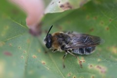 Stratiomys longicornis