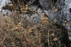 Rumia crithmifolia