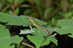 Takydromus septentrionalis