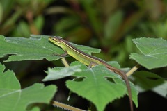 Takydromus septentrionalis