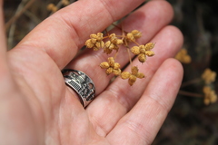 Rumia crithmifolia