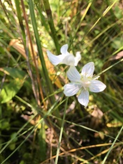 Parnassia palustris