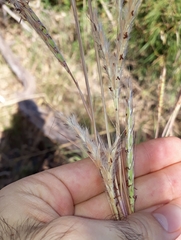 Andropogon gayanus