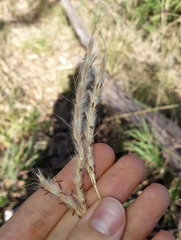 Andropogon gayanus
