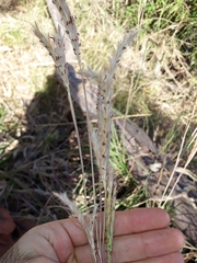 Andropogon gayanus
