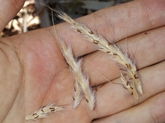 Andropogon gayanus