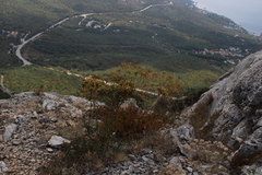 Ferulago galbanifera