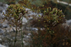 Ferulago galbanifera