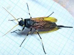 Urocerus californicus