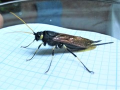 Urocerus californicus